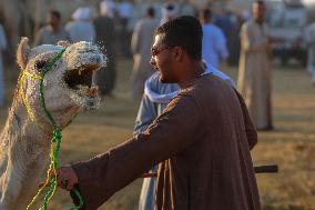 Burgash Camel Market