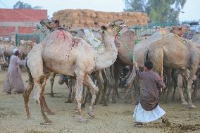 Burgash Camel Market