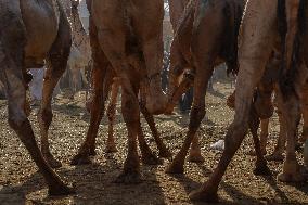 Burgash Camel Market