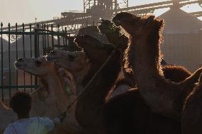 Burgash Camel Market