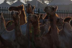 Burgash Camel Market