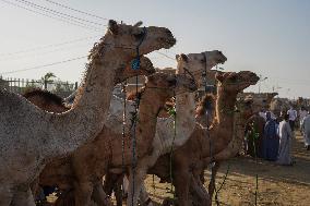 Burgash Camel Market