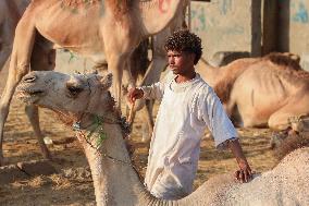 Burgash Camel Market