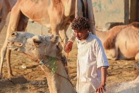 Burgash Camel Market