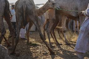 Burgash Camel Market