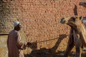 Burgash Camel Market