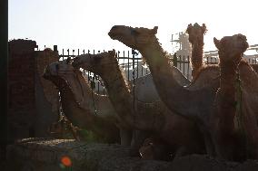 Burgash Camel Market