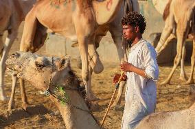 Burgash Camel Market