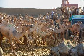 Burgash Camel Market