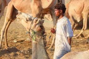 Burgash Camel Market