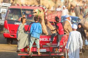 Burgash Camel Market