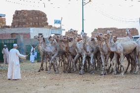 Burgash Camel Market