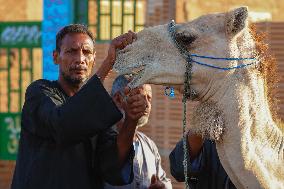 Burgash Camel Market