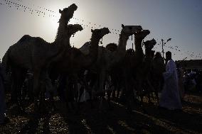 Burgash Camel Market