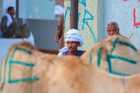 Burgash Camel Market