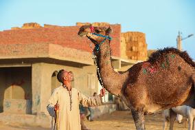 Burgash Camel Market