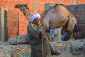 Burgash Camel Market