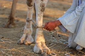 Burgash Camel Market