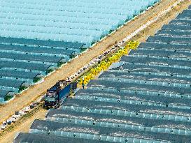 Watermelon Supply in Lianyungang