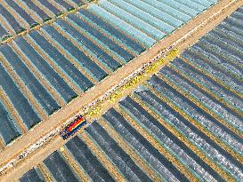 Watermelon Supply in Lianyungang