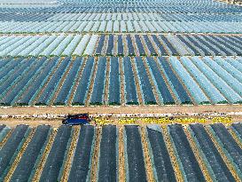 Watermelon Supply in Lianyungang