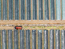 Watermelon Supply in Lianyungang