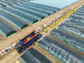 Watermelon Supply in Lianyungang