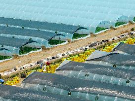 Watermelon Supply in Lianyungang