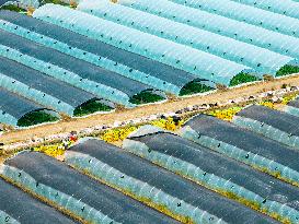 Watermelon Supply in Lianyungang