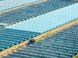 Watermelon Supply in Lianyungang