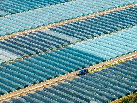 Watermelon Supply in Lianyungang