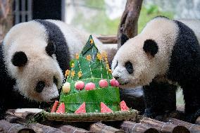 Giant Panda Celebrate Birthday at Chongqing Zoo