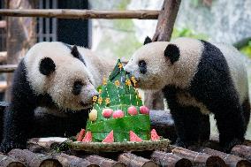 Giant Panda Celebrate Birthday at Chongqing Zoo