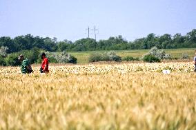 Wheat and barley grow in Odesa region
