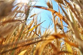 Wheat and barley grow in Odesa region
