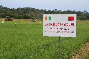 COTE D'IVOIRE-DIVO PROVINCE-CHINA-COOPERATION-RICE HARVEST