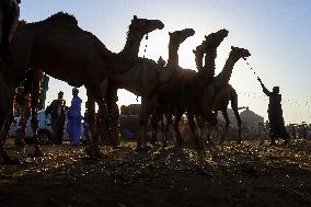 Berqash Camel Market