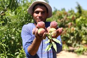 EGYPT-MENOUFIA-PEACH HARVEST