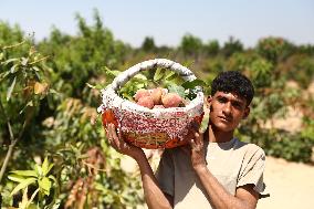 EGYPT-MENOUFIA-PEACH HARVEST