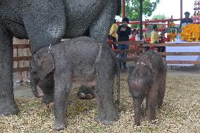 THAILAND-AYUTTHAYA PROVINCE-TWIN ELEPHANTS-BIRTH