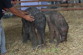 THAILAND-AYUTTHAYA PROVINCE-TWIN ELEPHANTS-BIRTH