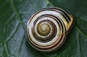 Banded Garden Snail