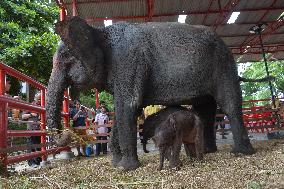 Elephant Babies At Phaniad Luang Elephant Village -Thailand