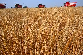 (ShandongHorizon)CHINA-SHANDONG-QINGDAO-WHEAT HARVEST (CN)