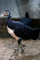 INDONESIA-CENTRAL SULAWESI-MALEO-CONSERVATION