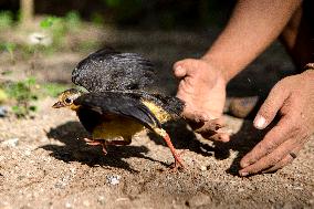 INDONESIA-CENTRAL SULAWESI-MALEO-CONSERVATION