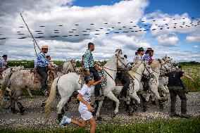 Traditional Abrivado - Aigremont