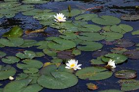 Water lilies in Dnipro