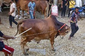 Cattle Market In Dhaka