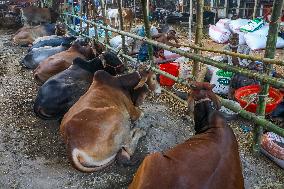 Cattle Market In Dhaka